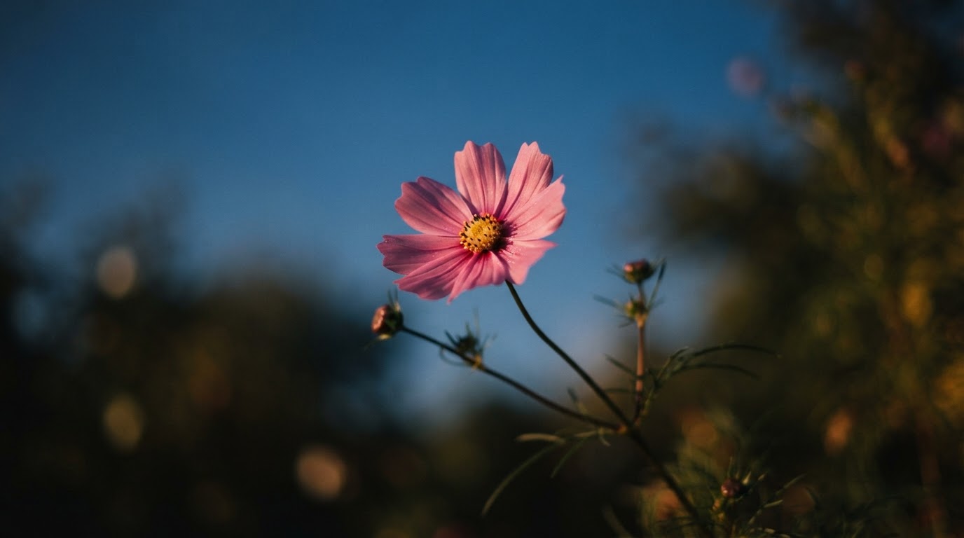 A close-up of a single cosmos flower swaying in the autumn wind, the blue sky behind it softly blurred (AI-generated image)