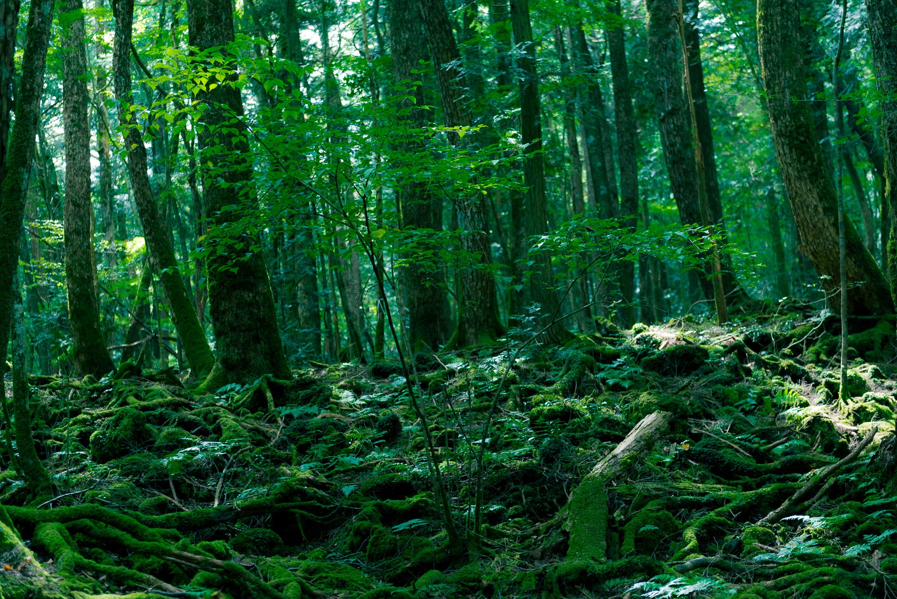 Deep in the forest, where light barely reaches. The moss eats the sound.