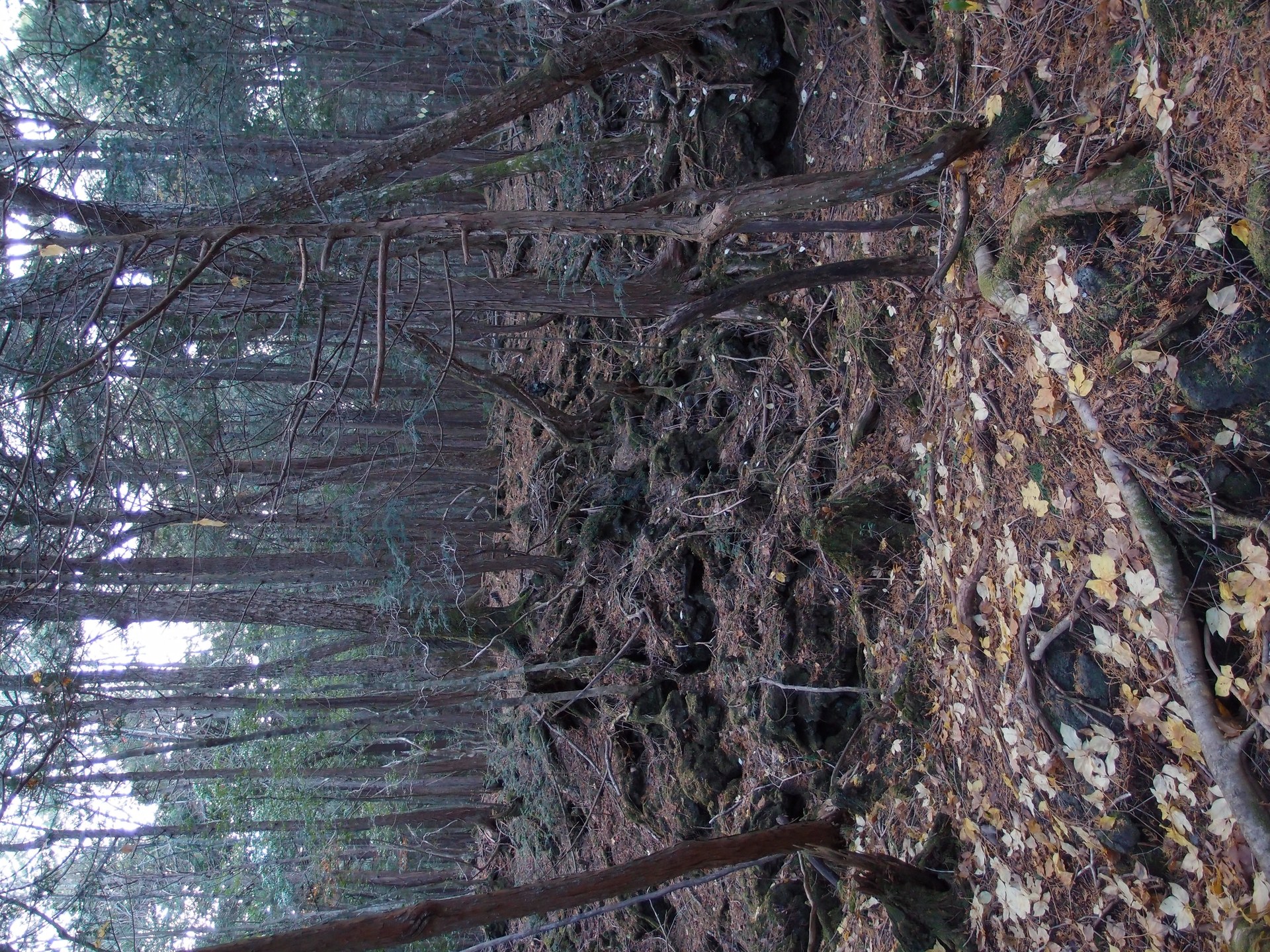 The black lava that forms the forest floor — porous rock lying under the moss.