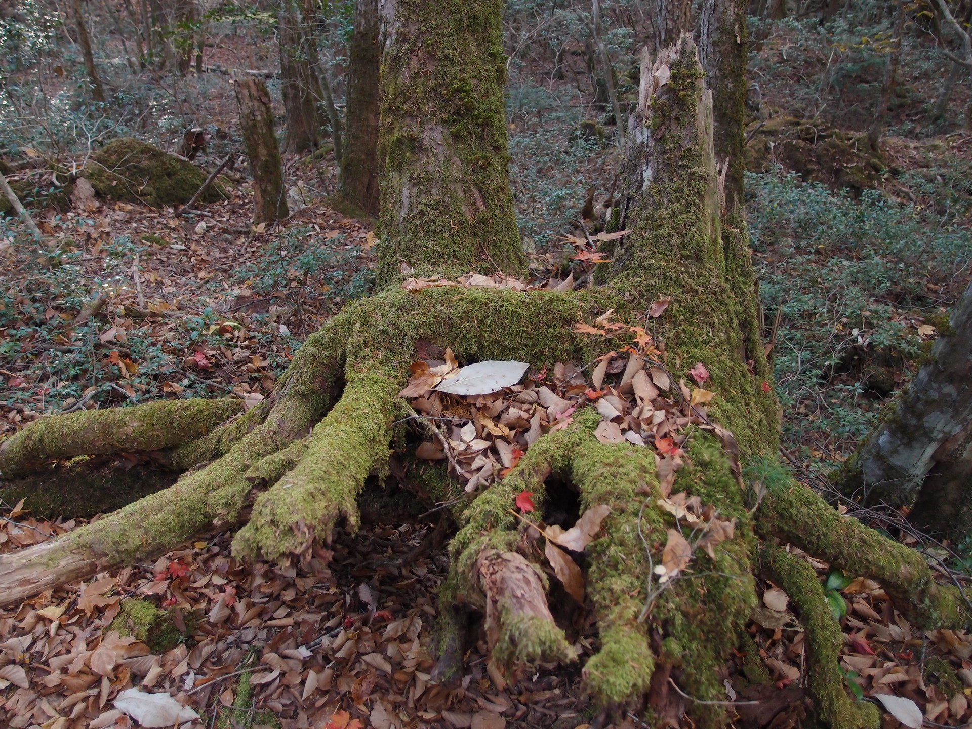 Roots gripping the lava rock, exposed to the air. With almost no soil, the trees grow on top of the stone.