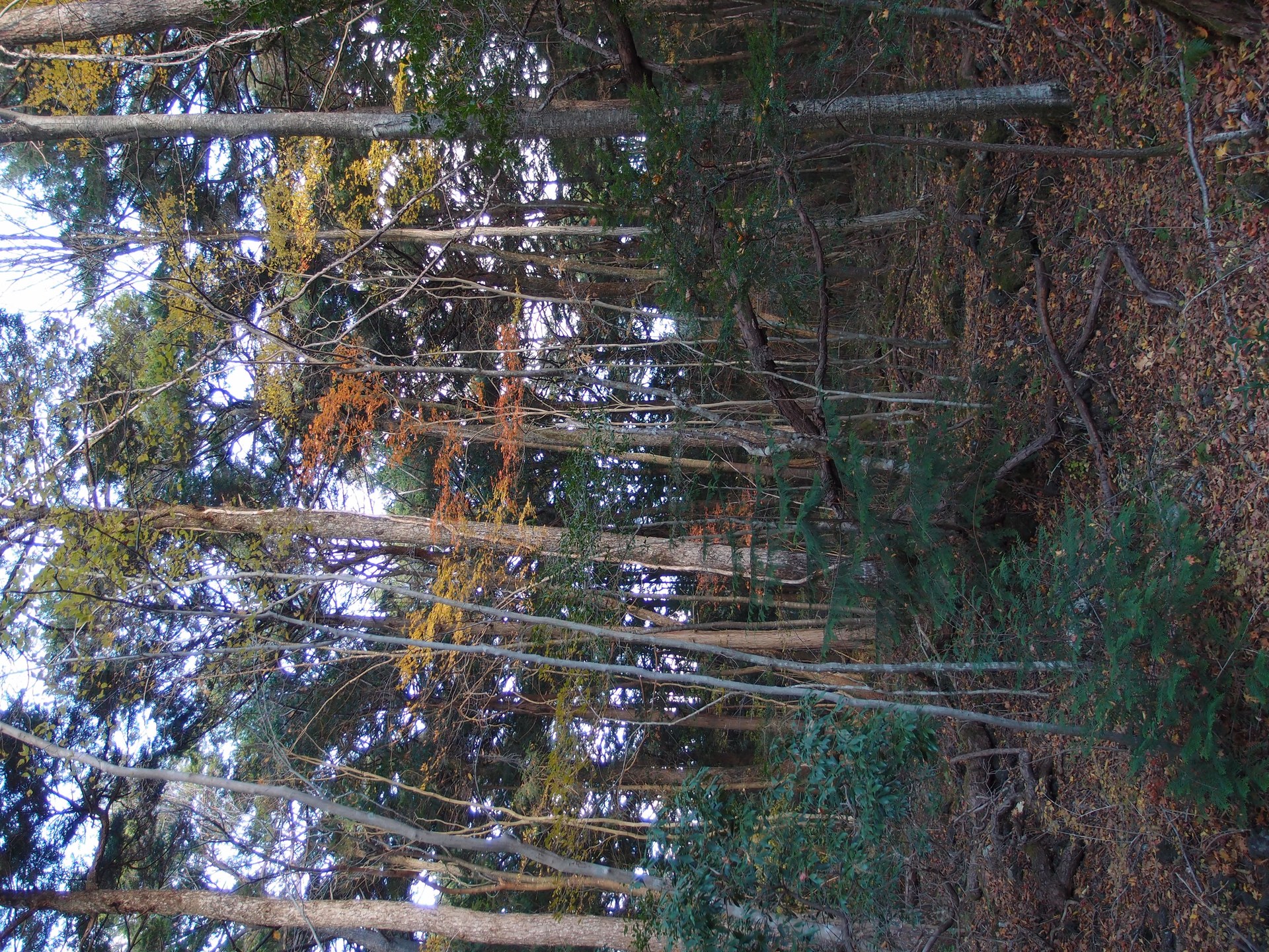 Tall trees close off the sky. Even at midday, little light reaches the floor.