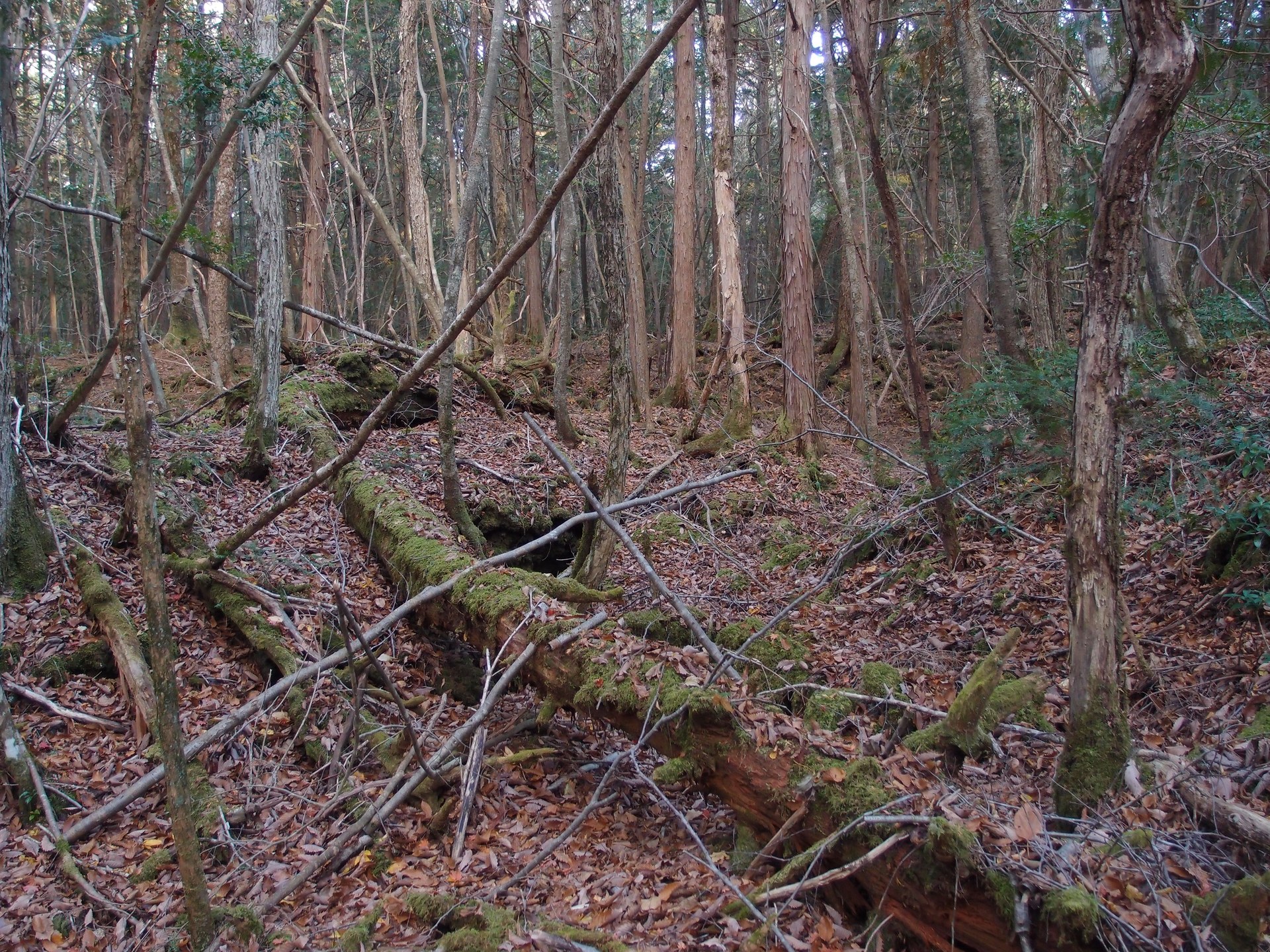 Off the path. Trees, roots and rock repeat identically in every direction.
