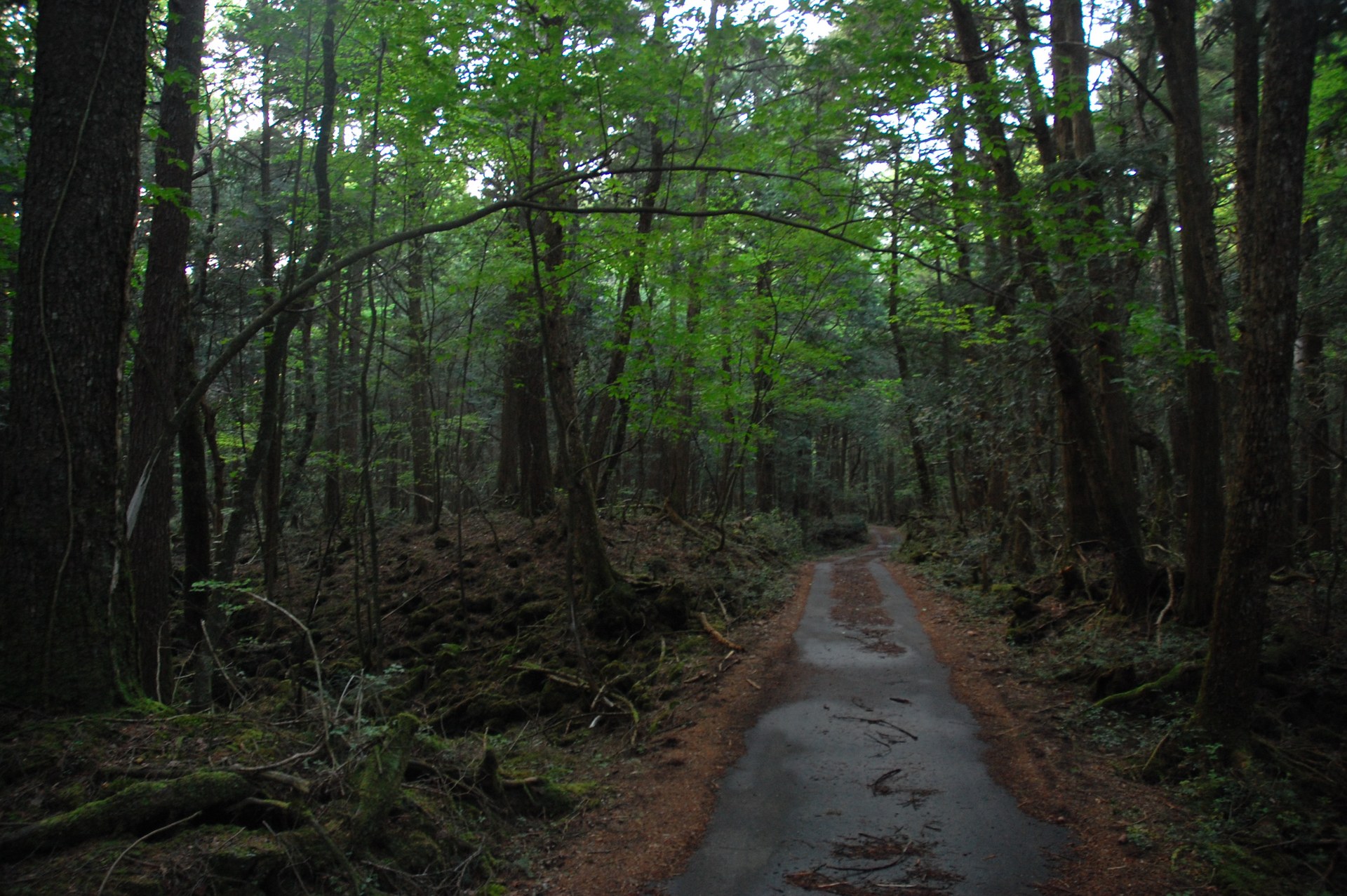 The trail near dusk. A few dozen meters off it, this landscape becomes something else entirely.