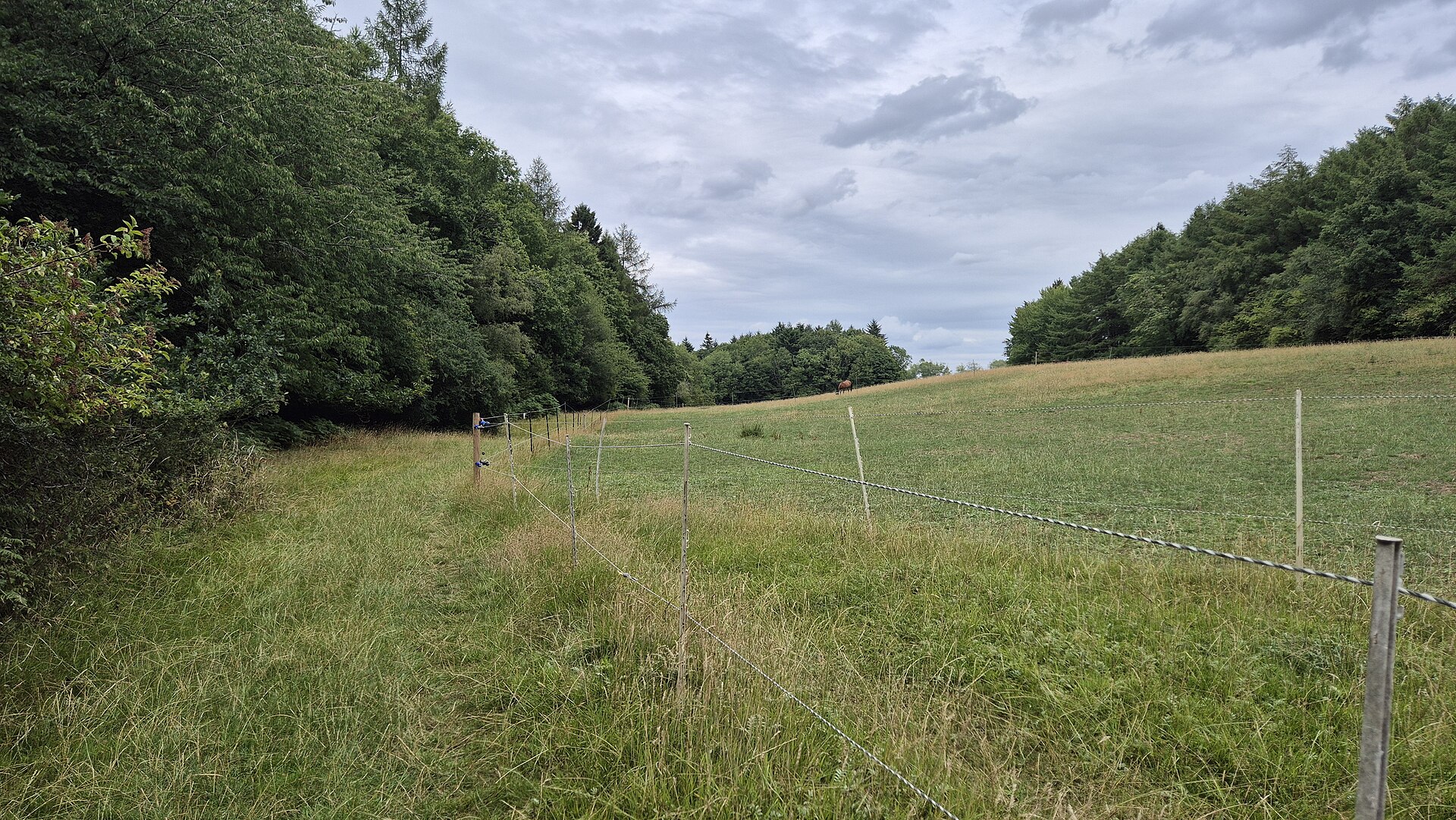 The pasture and treeline at the edge of Hagley Wood today — the wood the boys walked into to poach in 1943.