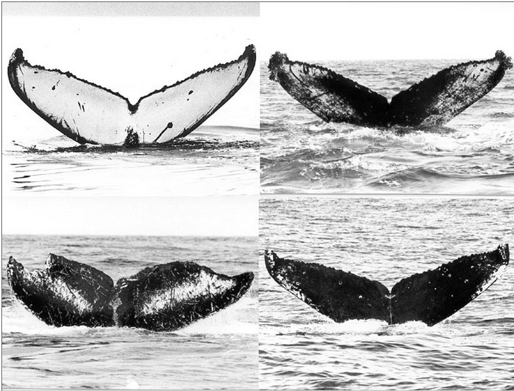 Whale fluke photos used by researchers for identification — even whale calls fell far short of The Bloop (Source: NOAA)