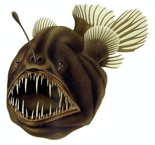 The true resident of the abyss — a deep-sea anglerfish (Source: NOAA)