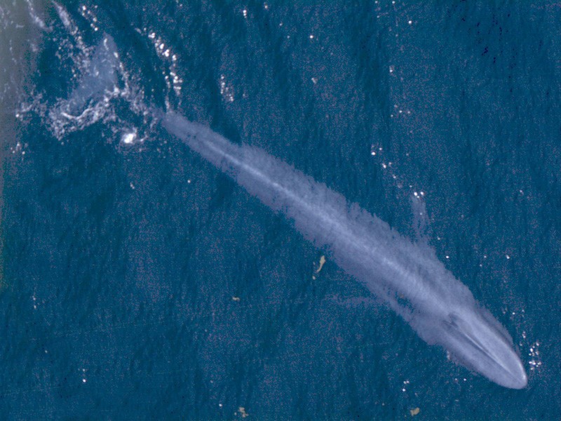 A blue whale photographed from the air — the largest animal on Earth (Source: NOAA)