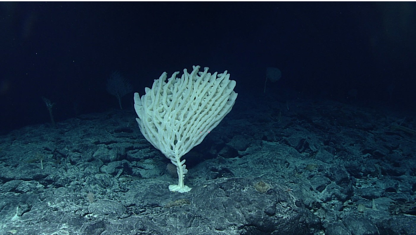 The real deep sea, filmed by a remotely operated vehicle (ROV) (Source: NOAA)