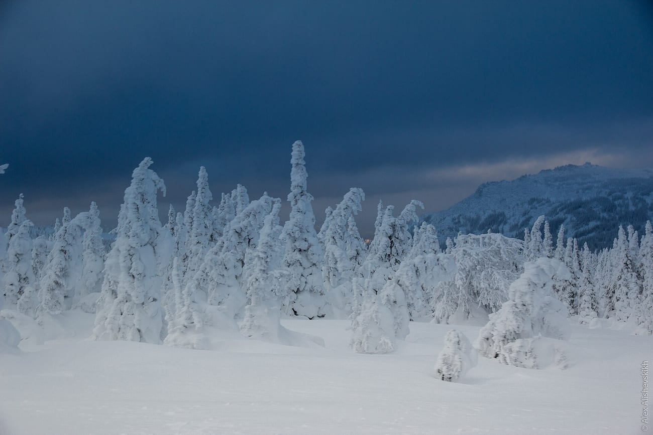 深い雪に覆われたウラルの冬の森と、その向こうの山並み ― 一行が幕営した高地の実景。