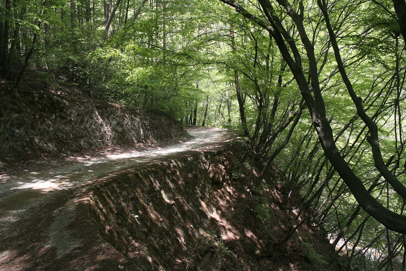 Chiaksan National Park in Gangwon Province — the dense mountain forest that swallows old paths. (Sangwoora9yo / CC BY-SA 3.0)
