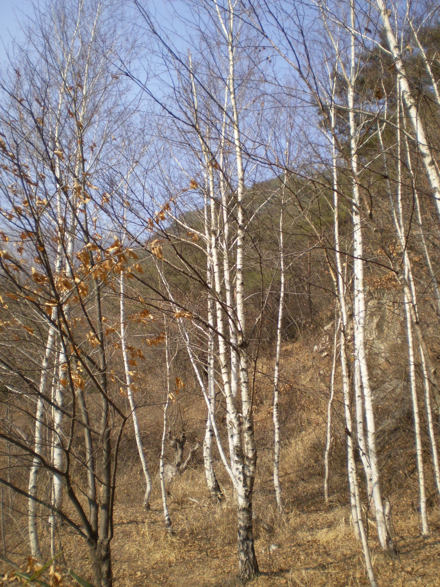 겨울 자작나무 숲 — 문경의 산은 그날의 답을 알고 있을 것이다.