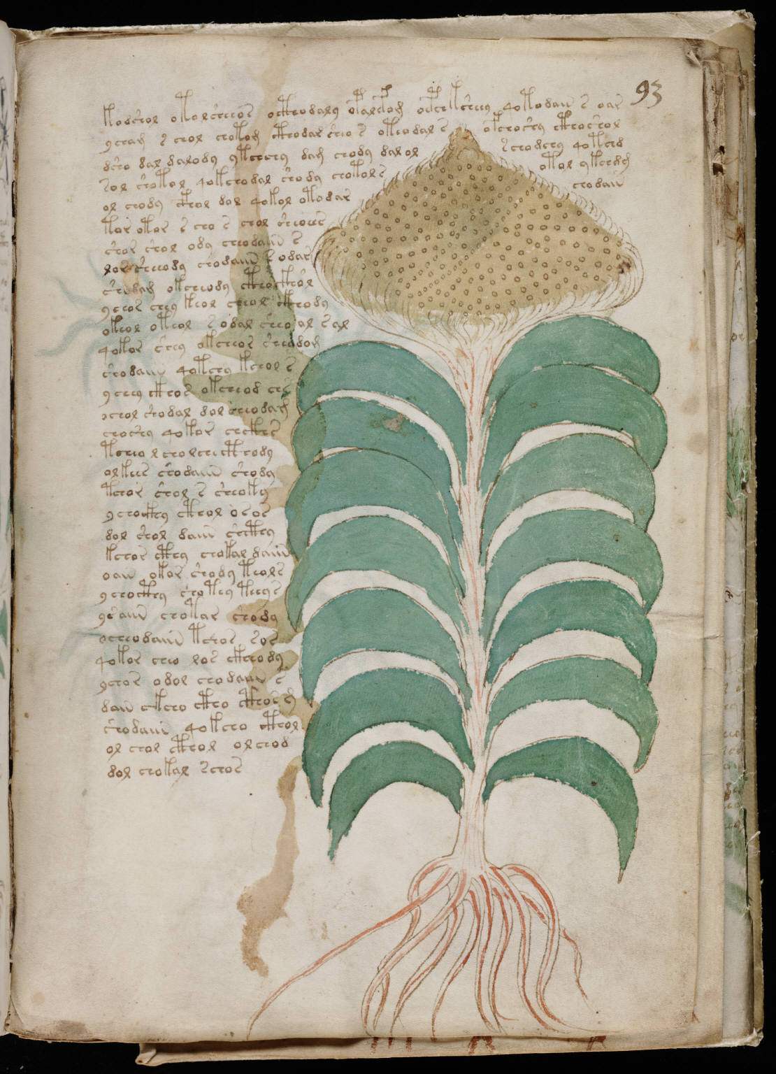 An actual folio from the herbal section — a detailed drawing of teal leaves and red roots that matches no plant on earth