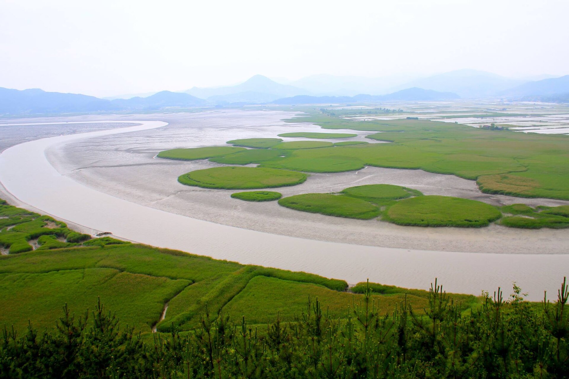 The wetlands of Suncheon Bay — the area around the site today, though not the discovery spot itself
